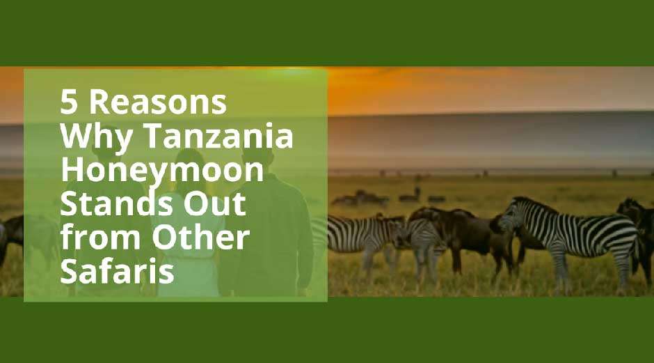 5 Reasons Why Tanzania Honeymoon Stands Out from Other Safaris