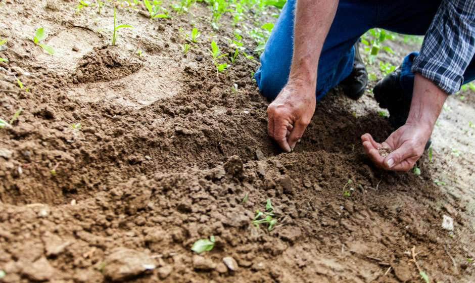 All About Dirt: A Guide to Gardening
