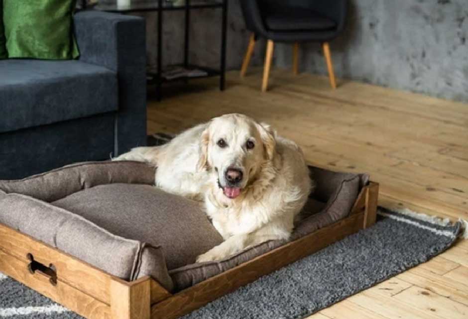 7 Essential Things You Might Miss When Buying Dog Beds