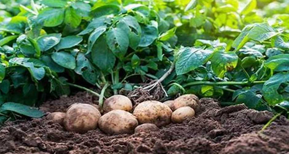 How To Grow Organic Potatoes: Tips For A Bountiful Harvest