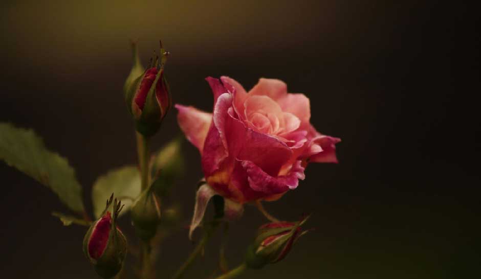 Long Term Roses Roses That Last a Year: The Perfect Gift for Any Occasion - Hudsonfarmhouse