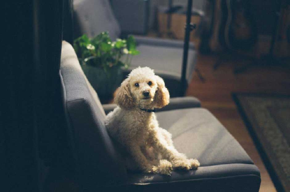 House Cleaning Tips For Pet Owners