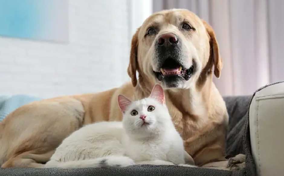 7 Reasons Clean Treats Are Essential for Your Pet’s Wellness