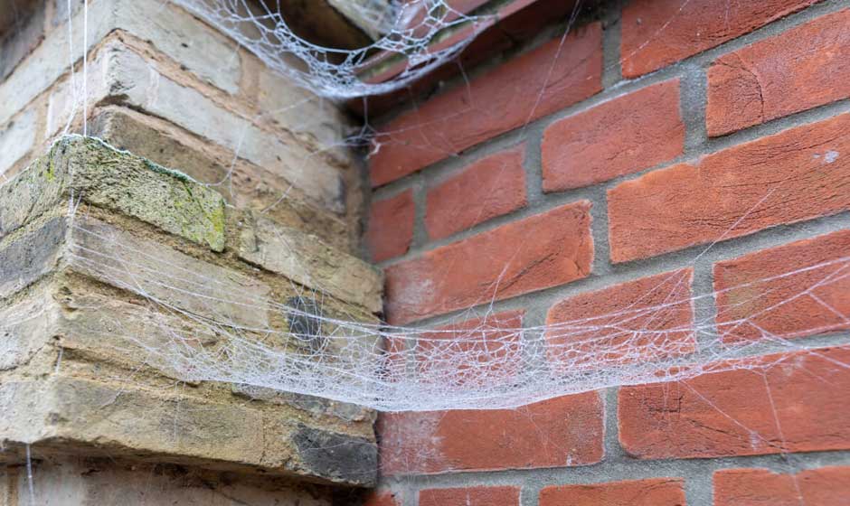 How to Get Rid of Spider Webs In and Around Your Home