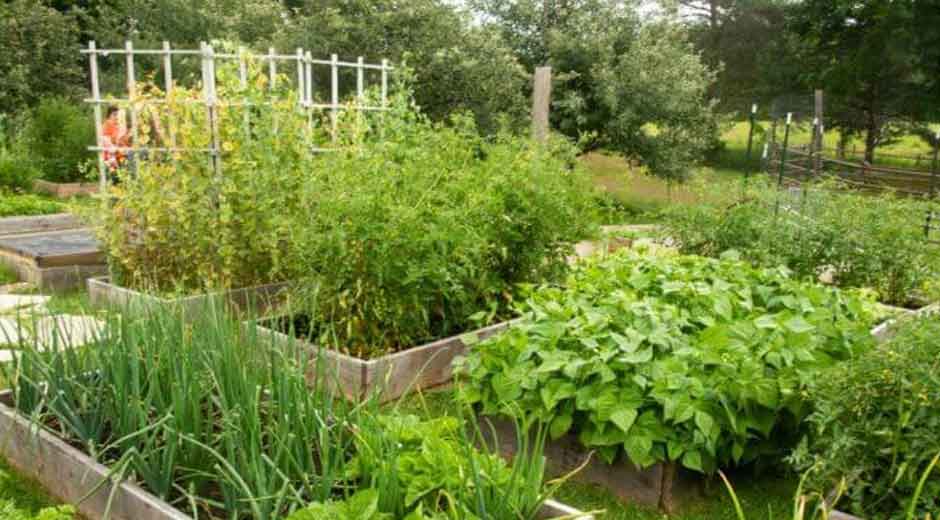 Small Space Food Production: Maximizing Harvests in Limited Areas