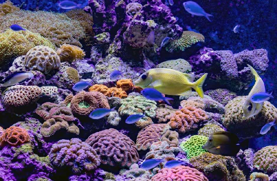 A Hobbyist's Guide to Ethically Sourcing Marine Aquarium Life