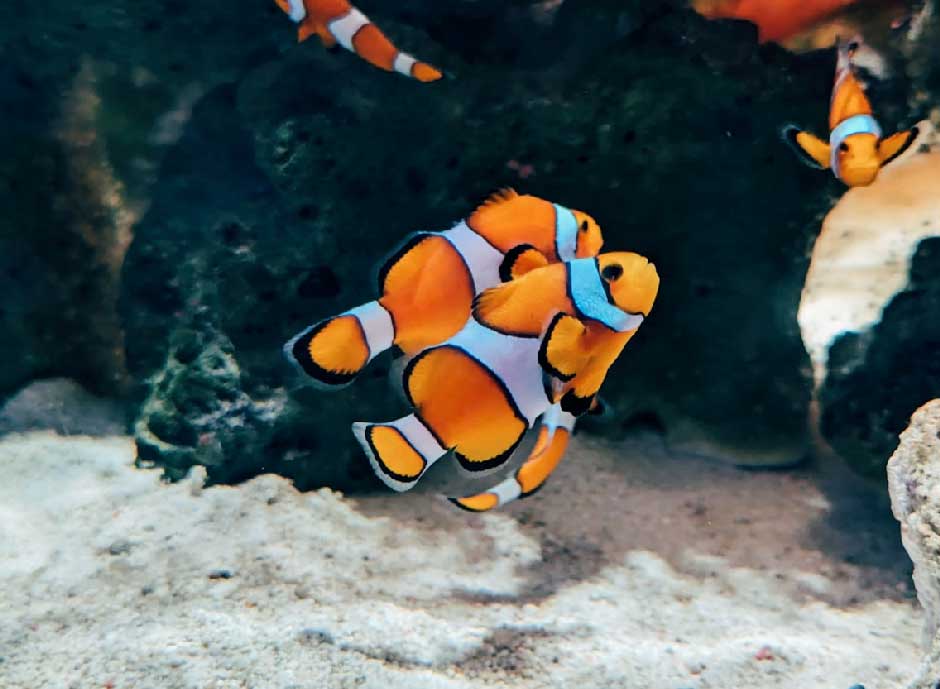 Building an Ethical Ecosystem: Fish, Corals, and Inverts
